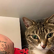Blu Fennell joined the competition — help win amazing prizes! cat, tabby, close_up, green_eyes, whiskers, fur, tattoo, arm, red_clothing, indoor, pet, animal, face, portrait, looking_at_camera, domestic_cat, nose, ear, background