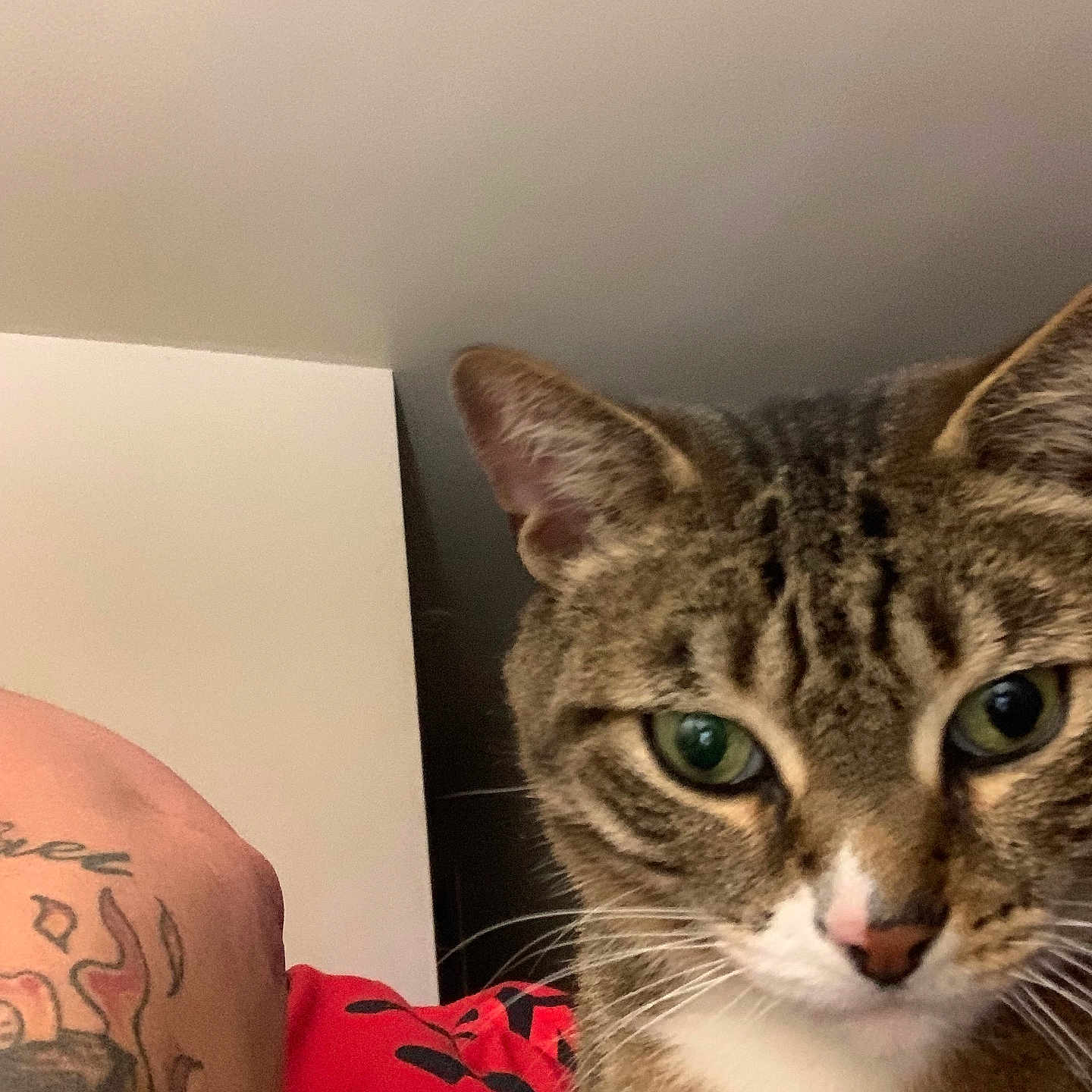 Blu Fennell joined the competition — help win amazing prizes! animal, arm, background, cat, close_up, domestic_cat, ear, face, fur, green_eyes, indoor, looking_at_camera, nose, pet, portrait, red_clothing, tabby, tattoo, whiskers
