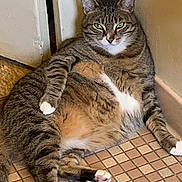 Blu Fennell is registered to the contest to win money with this photo: animal, cat, cute, domestic, ears, eyes, feline, floor, fur, home, indoor, looking_at_camera, nose, pet, relaxed, resting, tabby, tile, whiskers, white_paws