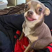 Rena Fennell is registered to the contest to win money with this photo: dog, small_dog, tongue_out, bed, blanket, indoor, pet, cute, animal, fur, brown_dog, white_chest, wide_eyes, looking_up, cozy, resting, household, canine, companion, cute_pet