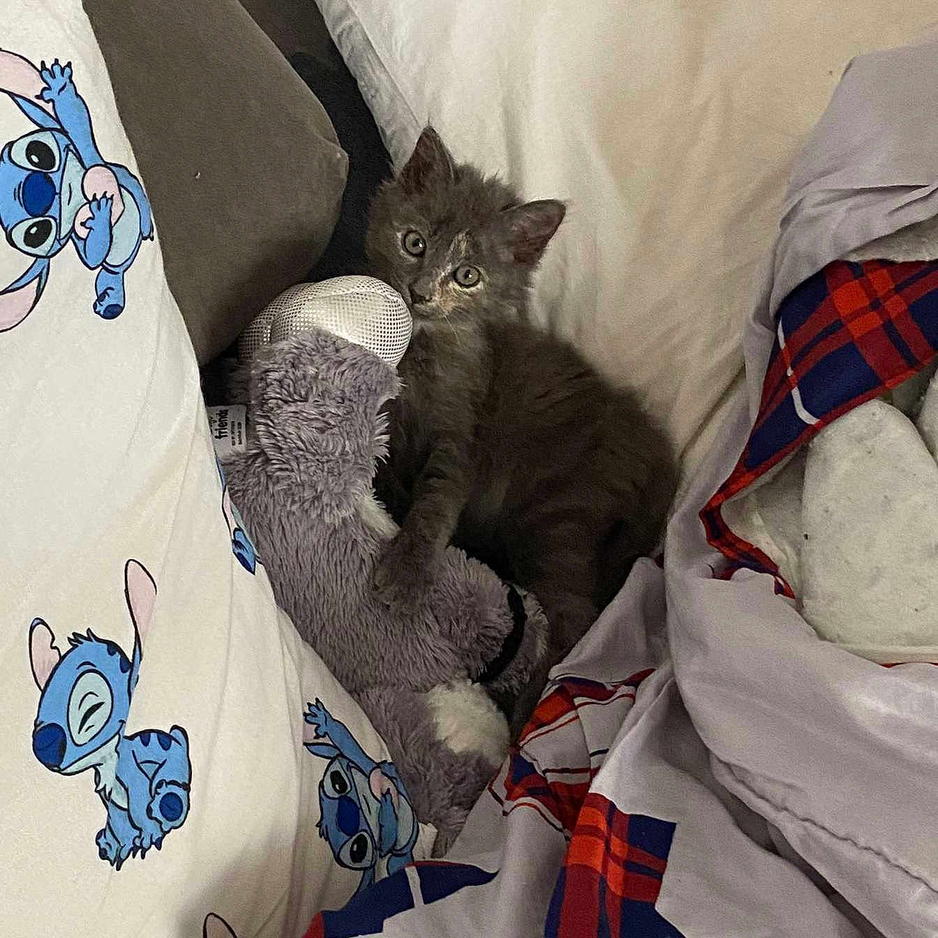 Nala participe au concours pour gagner de l'argent avec cette photo : animal, beanbag, bed, blanket, cat, couch, cushion, document, furniture, homedecor, kitten, pet, pillow, quilt, receipt, text