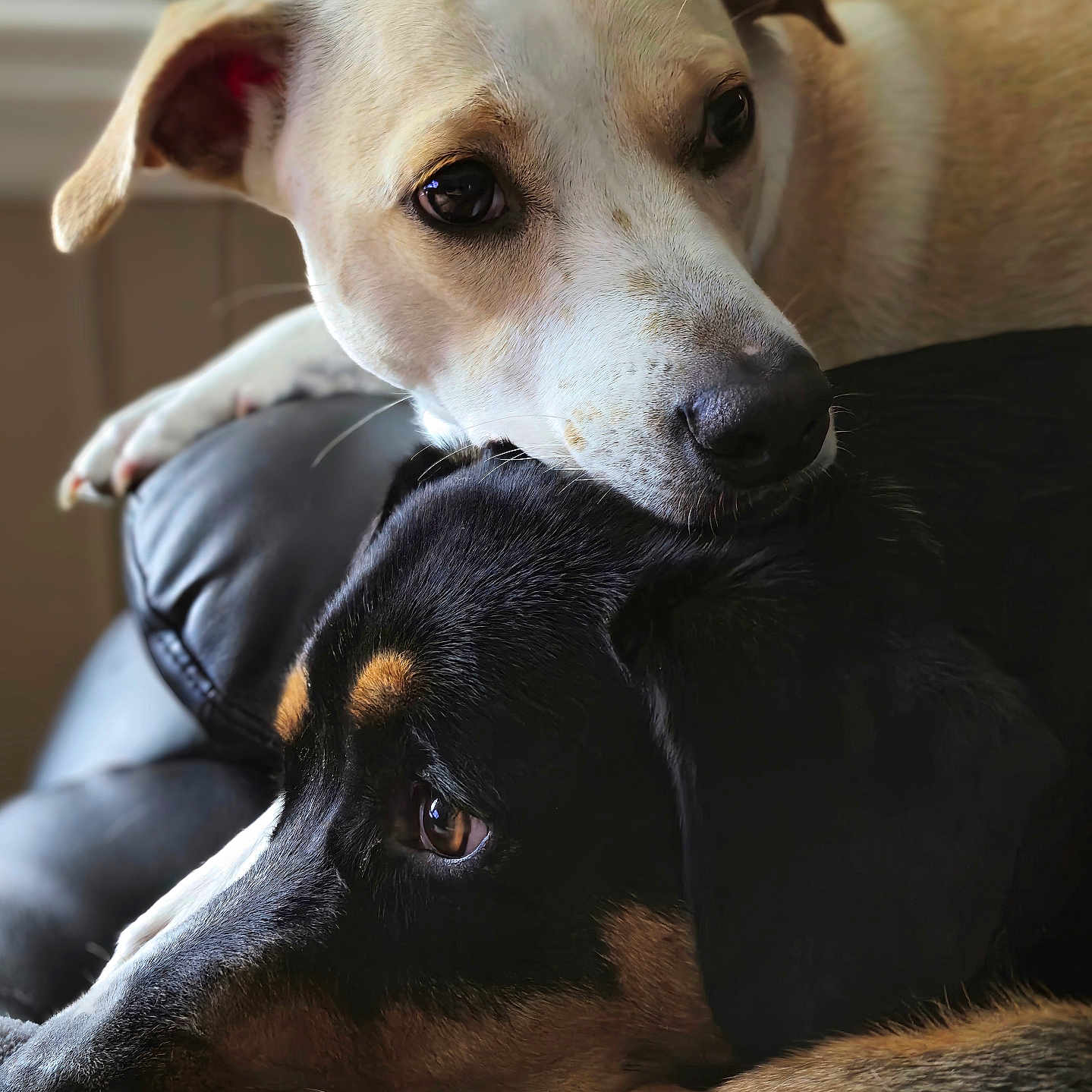 Misty And Scooby joined the competition — help win amazing prizes! animal, black, brown, calm, close_up, companionship, couch, dog, ears, eyes, friendship, fur, indoor, pets, portrait, relaxation, resting, snout, soft_light, white