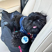 Baci is registered to the contest to win money with this photo: bag, black_fur, bottle_cap, car_interior, close_up, collar, cute, dog, eyes, front_seat, fur, leash, leather_seat, passenger_seat, playful, seatbelt, small_dog, sweater, tongue_out, tote_bag