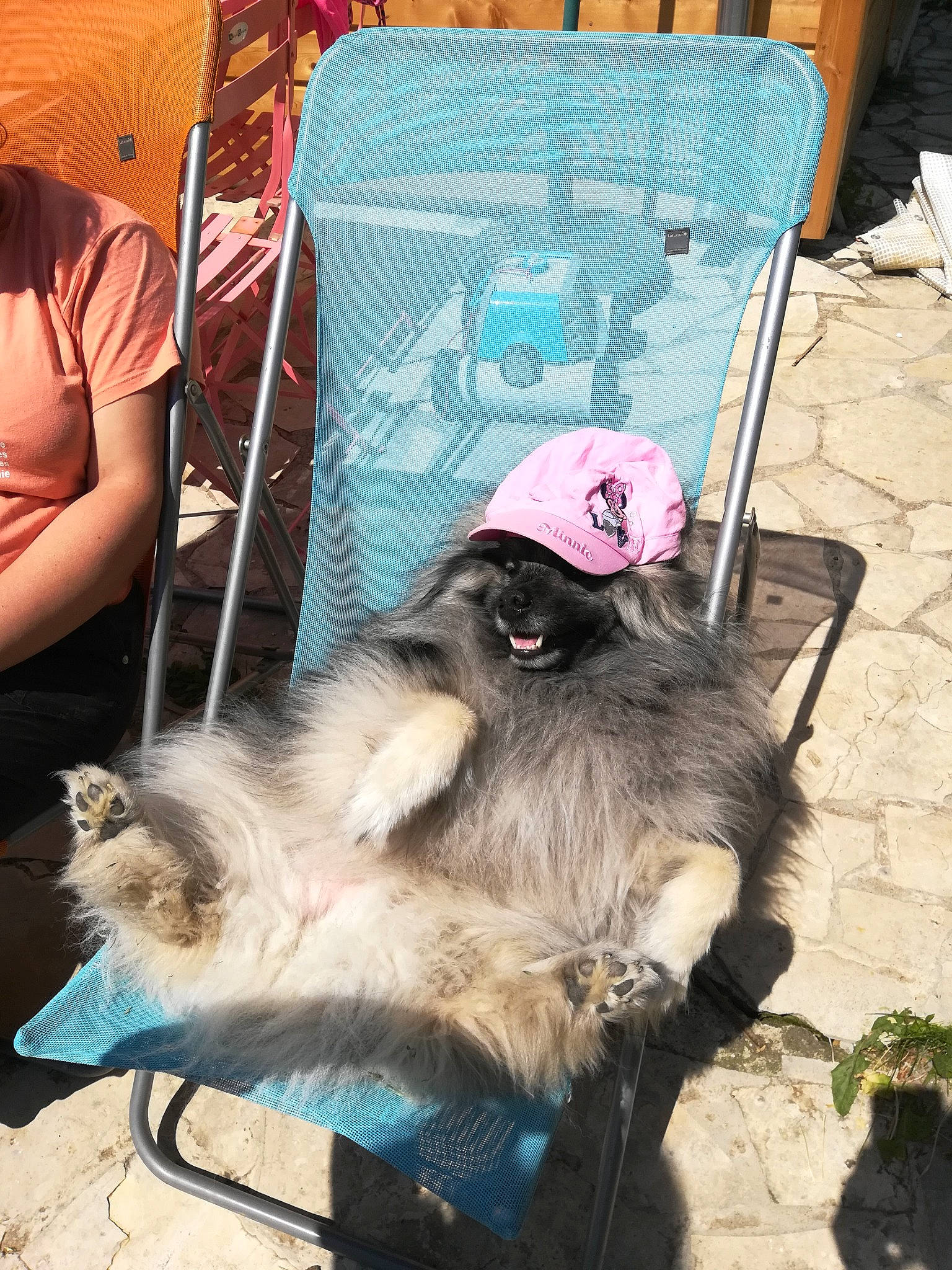 Macha participe au concours pour gagner de l'argent avec cette photo : canidae, chair, companion_dog, dog_breed, fur, hat, natural_material, snout, sporting_group, working_animal