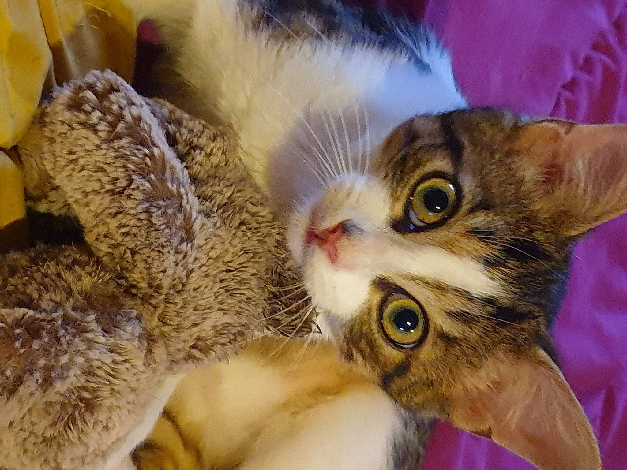 Raptor a rejoint le concours — aidez-le/la à gagner de superbes lots ! carnivore, cat, claw, close_up, domestic_short_haired_cat, ear, eye, eyelash, fawn, felidae, fur, gesture, iris, nose, paw, photography, small_to_medium_sized_cats, snout, whiskers, wildlife