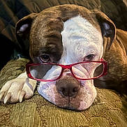 Lilah joined the competition — help win amazing prizes! dog, brown_fur, white_fur, glasses, red_glasses, pet, closeup, portrait, cushion, indoor, paw, nose, face, ears, resting, cute, animal, domestic_animal, expression, comfort