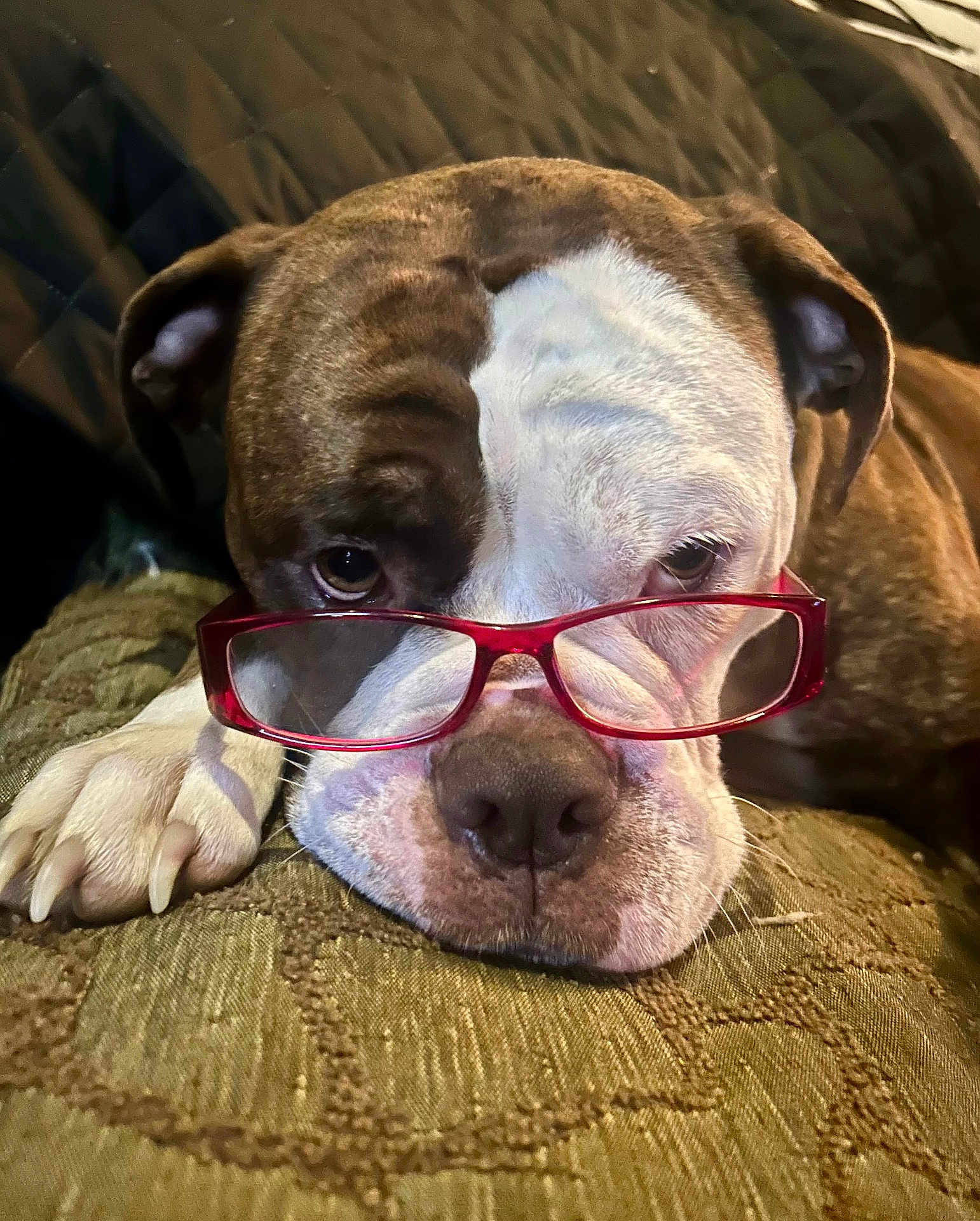 Lilah joined the competition — help win amazing prizes! dog, brown_fur, white_fur, glasses, red_glasses, pet, closeup, portrait, cushion, indoor, paw, nose, face, ears, resting, cute, animal, domestic_animal, expression, comfort