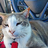 Toad is registered to the contest to win money with this photo: cat, pet, animal, car, steering_wheel, dashboard, drink_cup, rocks, red_tag, fur, closeup, indoor, vehicle_interior, relaxed, expression, whiskers, ears, seat, window, daylight