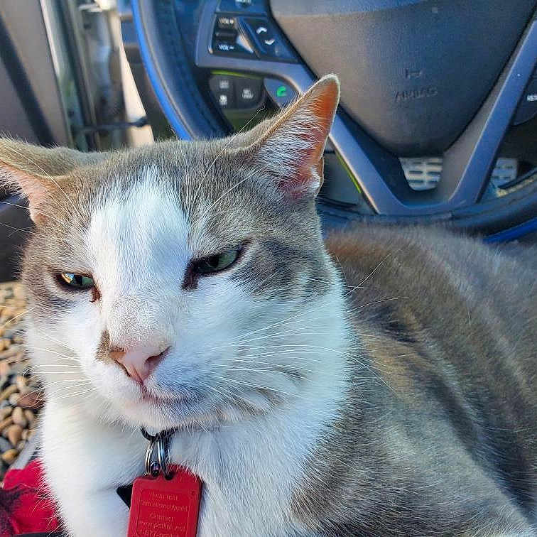 Toad is registered to the contest to win money with this photo: cat, pet, animal, car, steering_wheel, dashboard, drink_cup, rocks, red_tag, fur, closeup, indoor, vehicle_interior, relaxed, expression, whiskers, ears, seat, window, daylight
