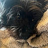 Loki joined the competition — help win amazing prizes! animal, black_dog, close_up, companion, cozy, cute, dog, eyes, fluffy_blanket, fur, indoors, mammal, nose, pet, portrait, resting, sleepy, snuggled, soft_lighting, warm