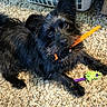 animal, black_dog, carpet, companion, cute, dog, domestic, floor, fur, green_toy, household, indoor, looking_up, mischievous, orange_stick, pet, playful, purple_toy, small_dog, toy