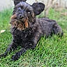 Loki joined the competition — help win amazing prizes! animal, beard, black_dog, canine, close_up, curious, cute, daylight, dog, ears_up, fur, grass, greenery, head_tilt, lying_down, nature, outdoor, pet, portrait, scruffy