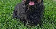 Loki joined the competition — help win amazing prizes! animal, black_dog, canine, cute, daylight, dog, friendly, fur, grass, greenery, happy, nature, outdoor, pet, playful, portrait, scruffy, sidewalk, sitting, tongue_out