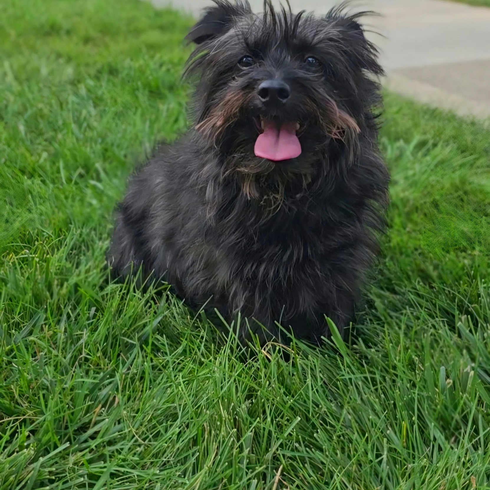 Loki joined the competition — help win amazing prizes! dog, black_dog, grass, outdoor, tongue_out, happy, pet, canine, fur, scruffy, sidewalk, nature, animal, cute, sitting, playful, portrait, daylight, greenery, friendly