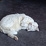 cat, white_cat, sleeping, curled_up, fur, pet, indoor, carpet, paw, resting, animal, cute, cozy, feline, relaxed, whiskers, nose, ear, wooden_furniture, floor