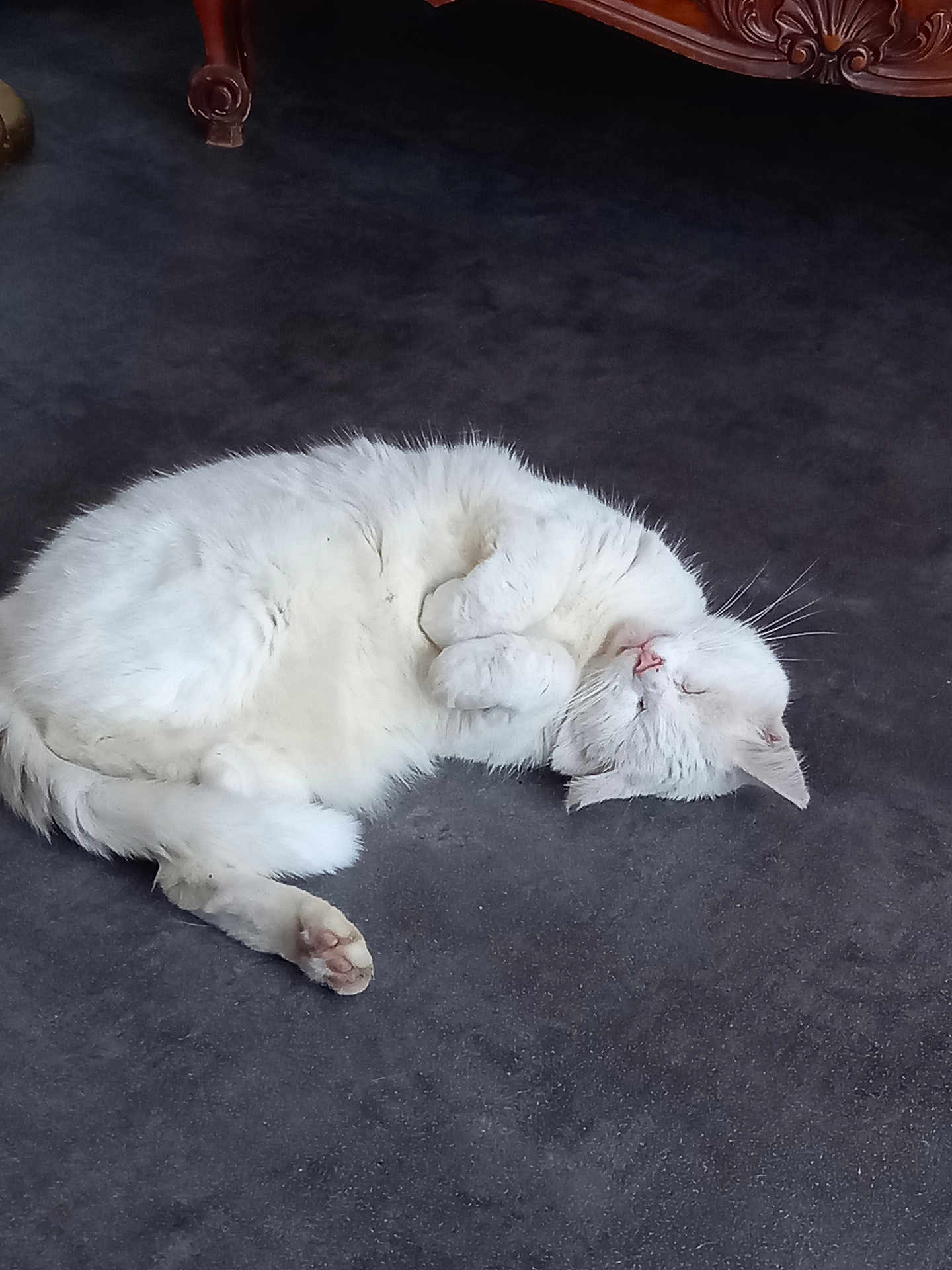 Mimie participe au concours pour gagner de l'argent avec cette photo : cat, white_cat, sleeping, curled_up, fur, pet, indoor, carpet, paw, resting, animal, cute, cozy, feline, relaxed, whiskers, nose, ear, wooden_furniture, floor