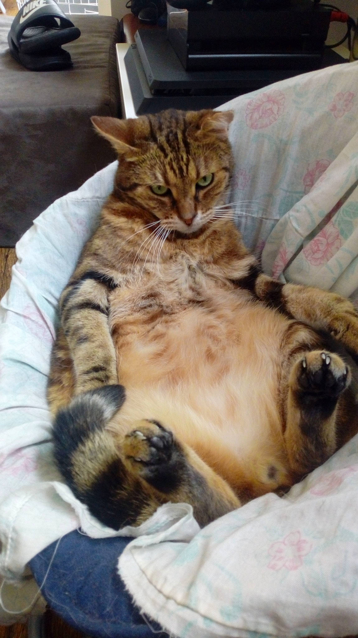 Ti Lou participe au concours pour gagner de l'argent avec cette photo : carnivore, cat, claw, comfort, domestic_short_haired_cat, fawn, felidae, fur, nap, paw, sleep, small_to_medium_sized_cats, snout, tail, terrestrial_animal, whiskers