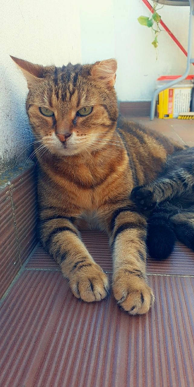 Ti Lou participe au concours pour gagner de l'argent avec cette photo : art, carnivore, cat, claw, domestic_short_haired_cat, fawn, felidae, foot, fur, paw, sitting, sky, small_to_medium_sized_cats, snout, tail, terrestrial_animal, tree, whiskers, wildlife, wood