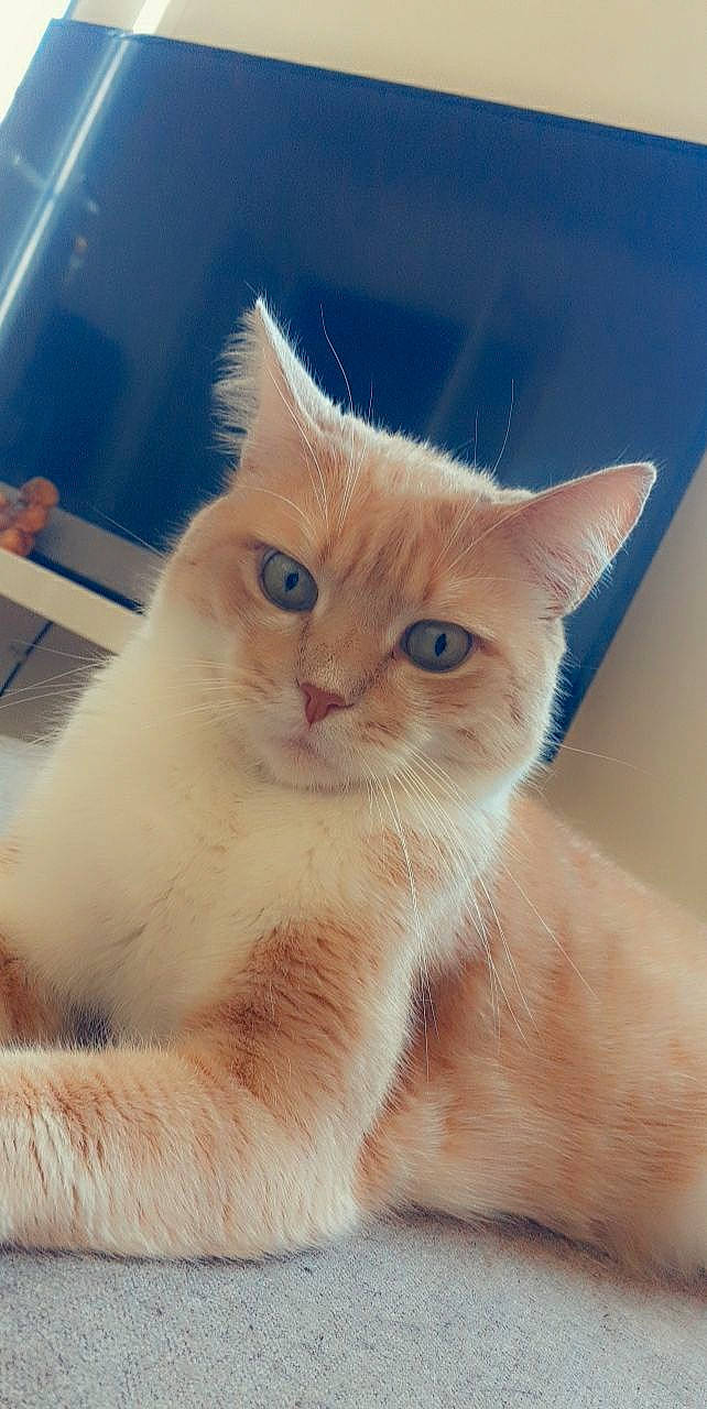 Circé a rejoint le concours — aidez-le/la à gagner de superbes lots ! carnivore, cat, claw, domestic_short_haired_cat, ear, fawn, felidae, fur, gesture, paw, small_to_medium_sized_cats, snout, tail, whiskers, window, wood