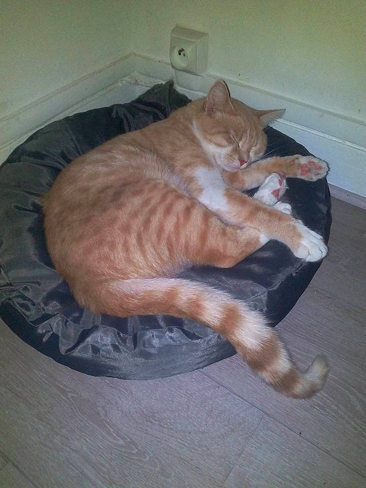 Circé participe au concours pour gagner de l'argent avec cette photo : carnivore, cat, claw, comfort, companion_dog, dog_breed, domestic_short_haired_cat, fawn, felidae, flooring, fur, hardwood, human_leg, paw, small_to_medium_sized_cats, snout, sporting_group, tail, whiskers, wood