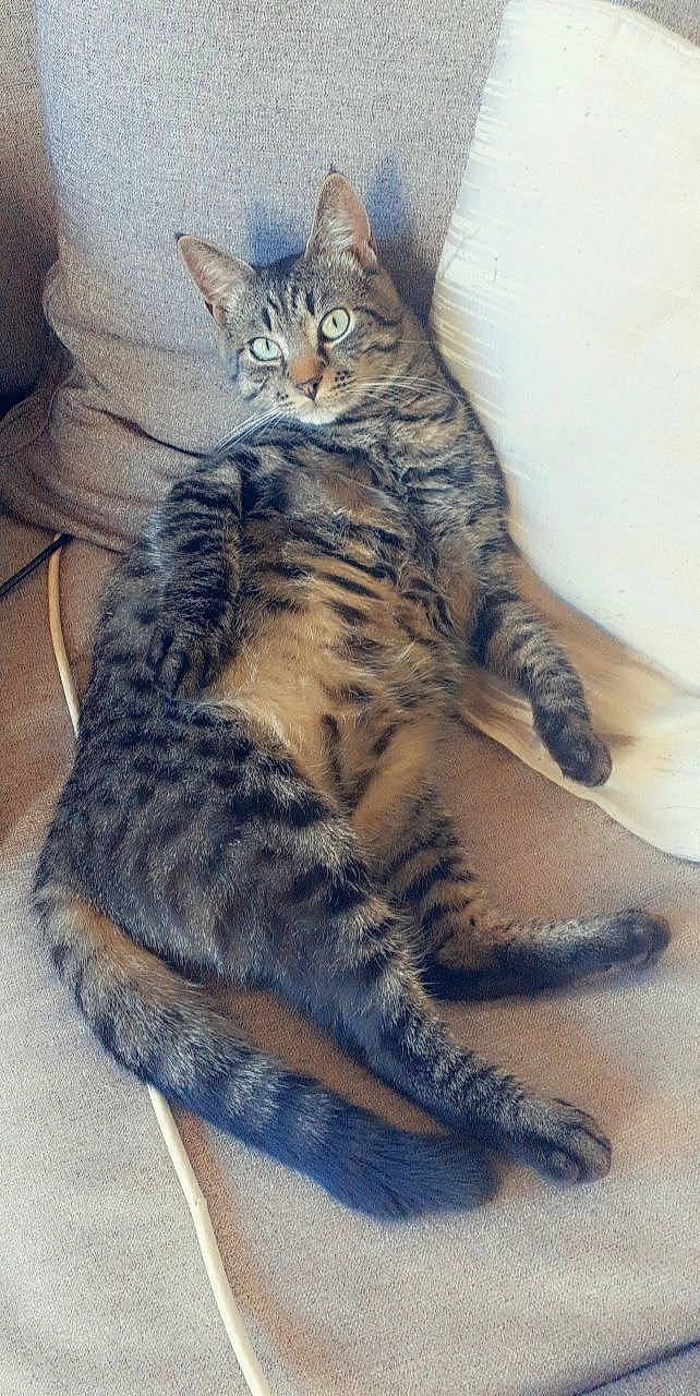 Thor participe au concours pour gagner de l'argent avec cette photo : carnivore, cat, claw, comfort, domestic_short_haired_cat, eye, felidae, foot, fur, nap, pattern, paw, sitting, small_to_medium_sized_cats, snout, tail, terrestrial_animal, whiskers