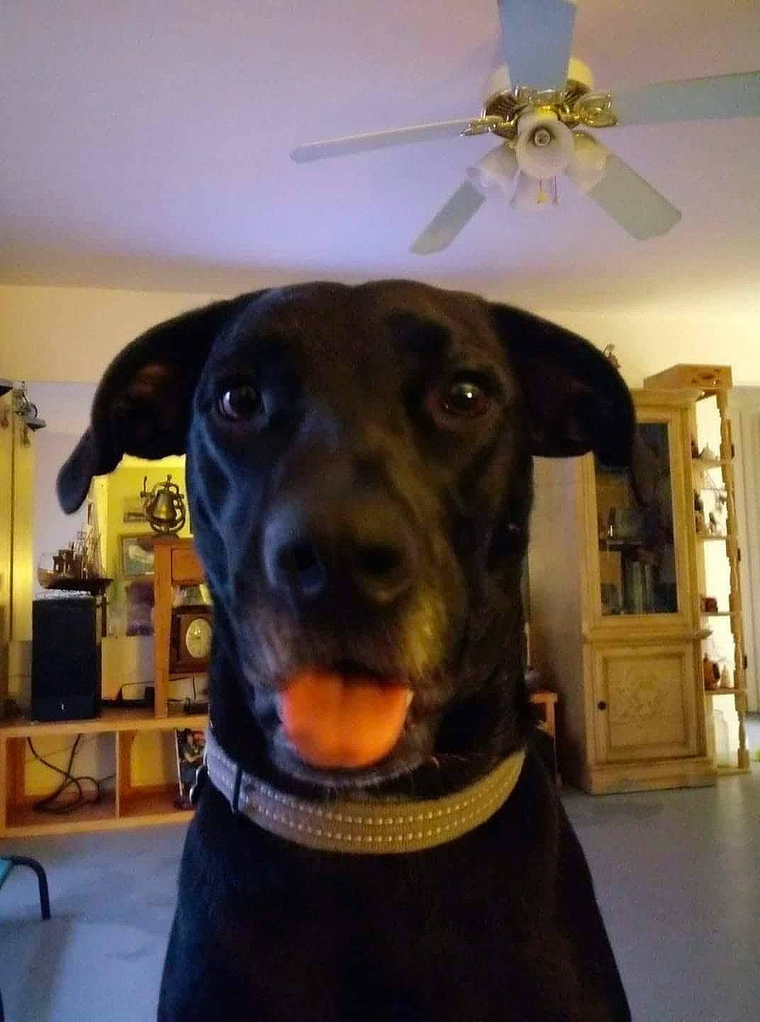 Fancy is registered to the contest to win money with this photo: canidae, carnivore, collar, companion_dog, dog, dog_breed, dog_collar, ear, guard_dog, non_sporting_group, patterdale_terrier, rare_breed_dog, snout, sporting_group