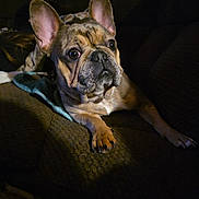 Willow joined the competition — help win amazing prizes! dog, french_bulldog, pet, indoor, couch, dark, spotlight, animal, mammal, ears, paw, fur, face, looking, resting, companion, cute, home, canine, expression