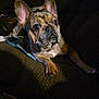 dog, french_bulldog, pet, indoor, couch, dark, spotlight, animal, mammal, ears, paw, fur, face, looking, resting, companion, cute, home, canine, expression
