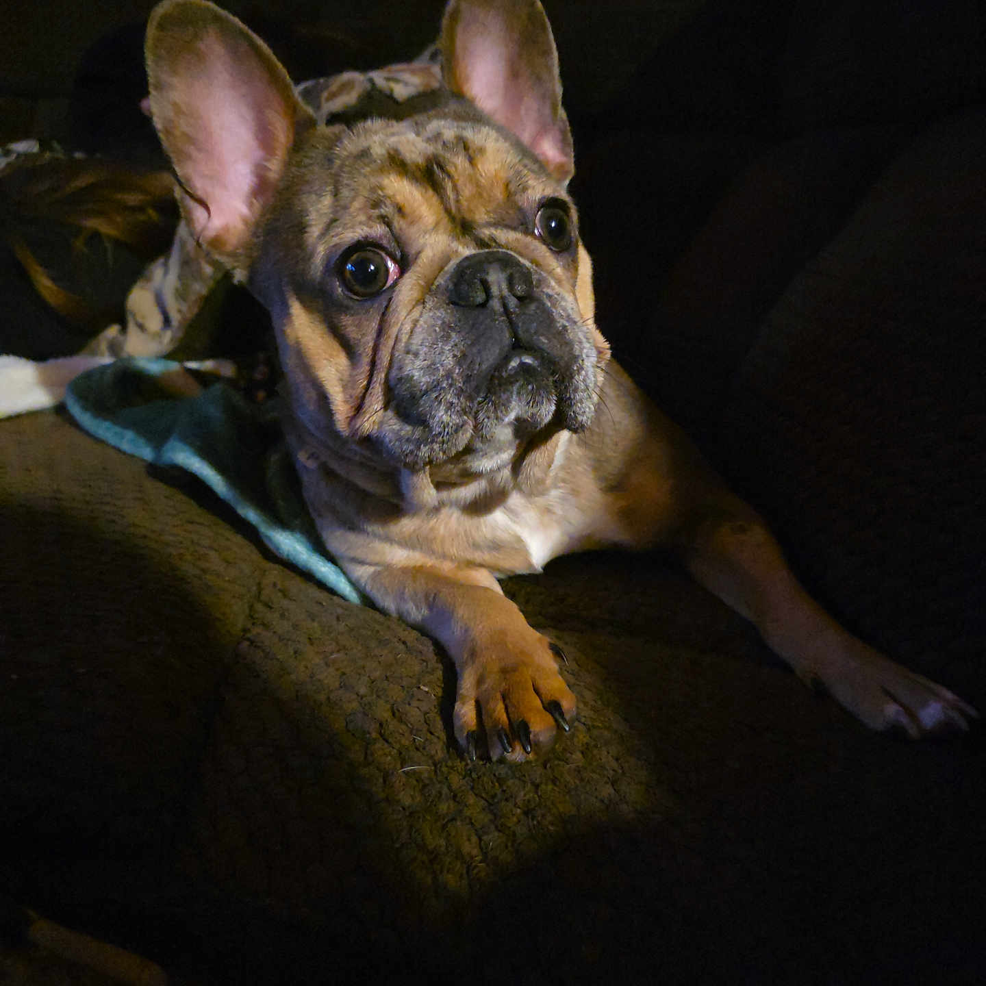Willow joined the competition — help win amazing prizes! animal, canine, companion, couch, cute, dark, dog, ears, expression, face, french_bulldog, fur, home, indoor, looking, mammal, paw, pet, resting, spotlight