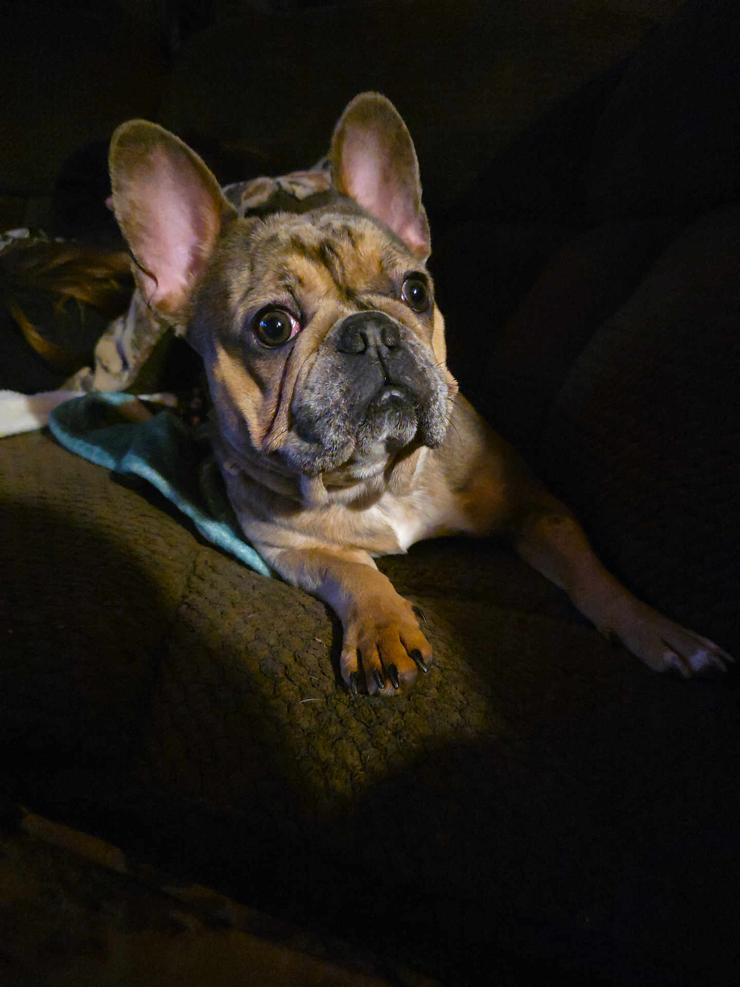 Willow joined the competition — help win amazing prizes! dog, french_bulldog, pet, indoor, couch, dark, spotlight, animal, mammal, ears, paw, fur, face, looking, resting, companion, cute, home, canine, expression