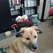 Coco is registered to the contest to win money with this photo: dog, indoor, carpet, bookshelf, toy, plush_toy, animal, pet, happy, tongue_out, furniture, sitting, book, shelf, floor, door, chair, container, home, living_room