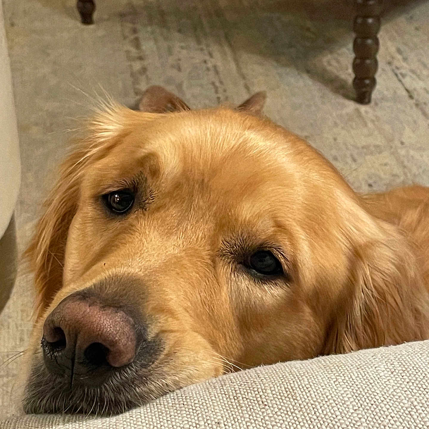 Boone is registered to the contest to win money with this photo: animal, canine, chair, cockerspaniel, couch, dog, furniture, goldenretriever, hound, labradorretriever, person, pet, puppy, sleeping, snout