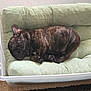 dog, french_bulldog, sleeping, couch, green_cushion, plastic_container, indoor, pet, cozy, resting, fur, animal, small_dog, curled_up, paw, ears, snout, carpet, relaxing, napping