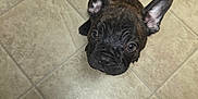 D'Yor is registered to the contest to win money with this photo: puppy, dog, french_bulldog, brindle, ears, floor, tile, looking_up, slipper, pet, animal, cute, indoors, small_dog, whiskers, young_dog, domestic_animal, companion, alert, adorable