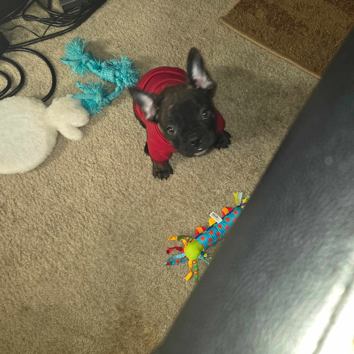 D'Yor joined the competition — help win amazing prizes! animal, black_dog, cable, carpet, chair, colorful, curious, dog, floor, home, indoor, looking_up, pet, playful, plush_toy, puppy, red_sweater, rope_toy, small_dog, toy