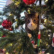 Raider is registered to the contest to win money with this photo: cat, christmas_tree, ornaments, red_balls, lights, holiday_decor, greenery, curious, pet, indoor, festive, pine_branches, decoration, whiskers, playful, closeup, holiday_season, tree_branch, cute, animal