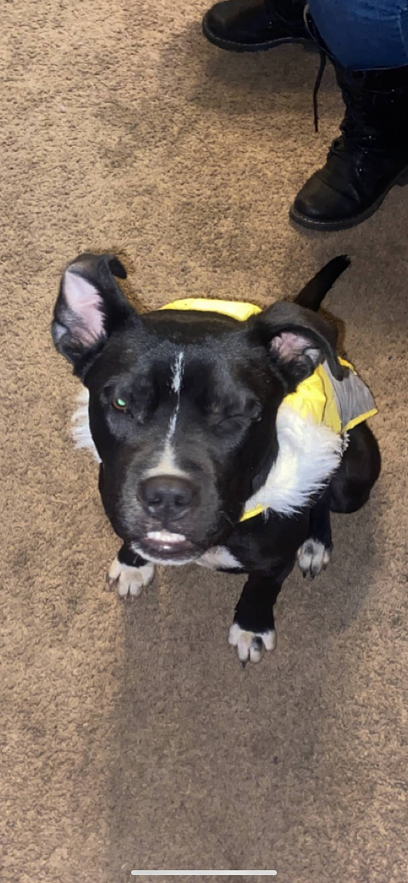 Cerberus is registered to the contest to win money with this photo: borador, canidae, carnivore, collar, companion_dog, dog, dog_breed, fur, grass, non_sporting_group, plant, snout, sporting_group, tail, working_animal, working_dog