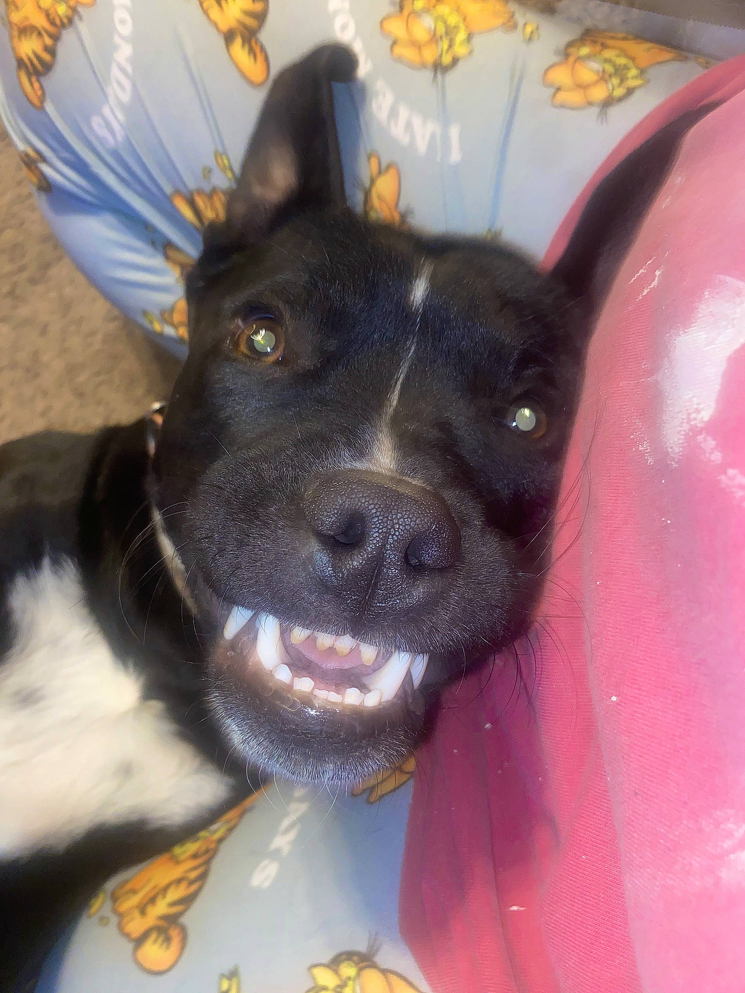 Cerberus joined the competition — help win amazing prizes! canidae, carnivore, collar, companion_dog, dog, dog_breed, dog_collar, ear, electric_blue, fang, fawn, fur, giant_dog_breed, guard_dog, jaw, pet_supply, snout, sporting_group, whiskers, working_animal