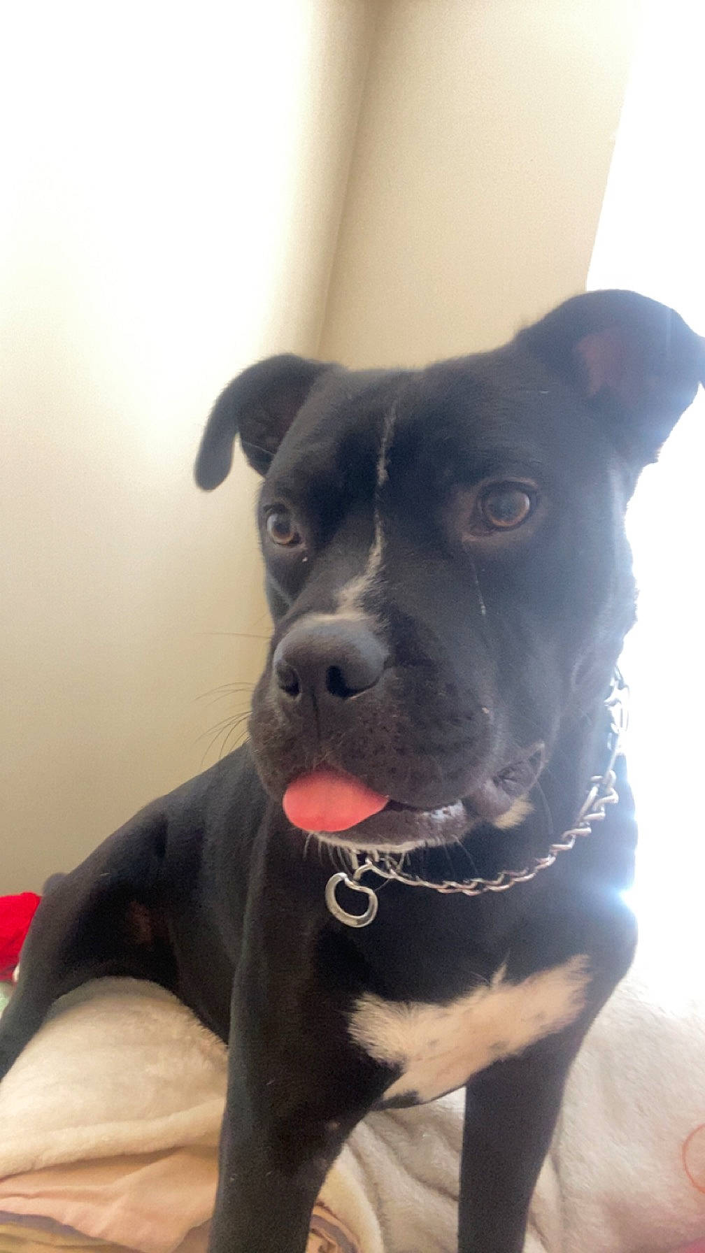 Cerberus is registered to the contest to win money with this photo: borador, canidae, carnivore, collar, companion_dog, dog, dog_breed, dog_collar, fawn, fur, guard_dog, head, non_sporting_group, pet_supply, snout, sporting_group, whiskers, window, working_animal, working_dog