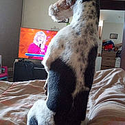 Saxo participe au concours pour gagner de l'argent avec cette photo : adult, animal, bed, bedroom, canine, computerhardware, couch, dog, electronics, female, furniture, hardware, indoors, monitor, person, pet, puppy, room, screen, woman