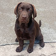 Vanda a rejoint le concours — aidez-le/la à gagner de superbes lots ! animal, bulldog, canine, dog, flagstone, hound, labradorretriever, path, pebble, pet, pitbull, pointer, puppy, rock, sidewalk, slate, snout, walkway