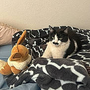 Basil joined the competition — help win amazing prizes! cat, black_and_white, mustache_marking, plush_toy, fox_plush, blanket, patterned_blanket, bed, cozy, indoor, pet, feline, animal, resting, soft_toys, ears, fur, cute, looking, comfort