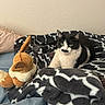 cat, black_and_white, mustache_marking, plush_toy, fox_plush, blanket, patterned_blanket, bed, cozy, indoor, pet, feline, animal, resting, soft_toys, ears, fur, cute, looking, comfort