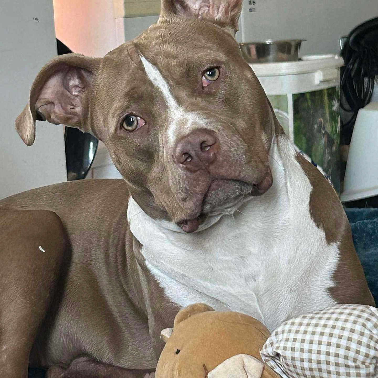 Freya participe au concours pour gagner de l'argent avec cette photo : background_appliance, blanket, brown_and_white, close_up, couch, curious_expression, dog, ear, eyes, food_bowl, home_interior, indoor, muzzle, paw, pet, pitbull, plush_toy, portrait, relaxed, stuffed_toy