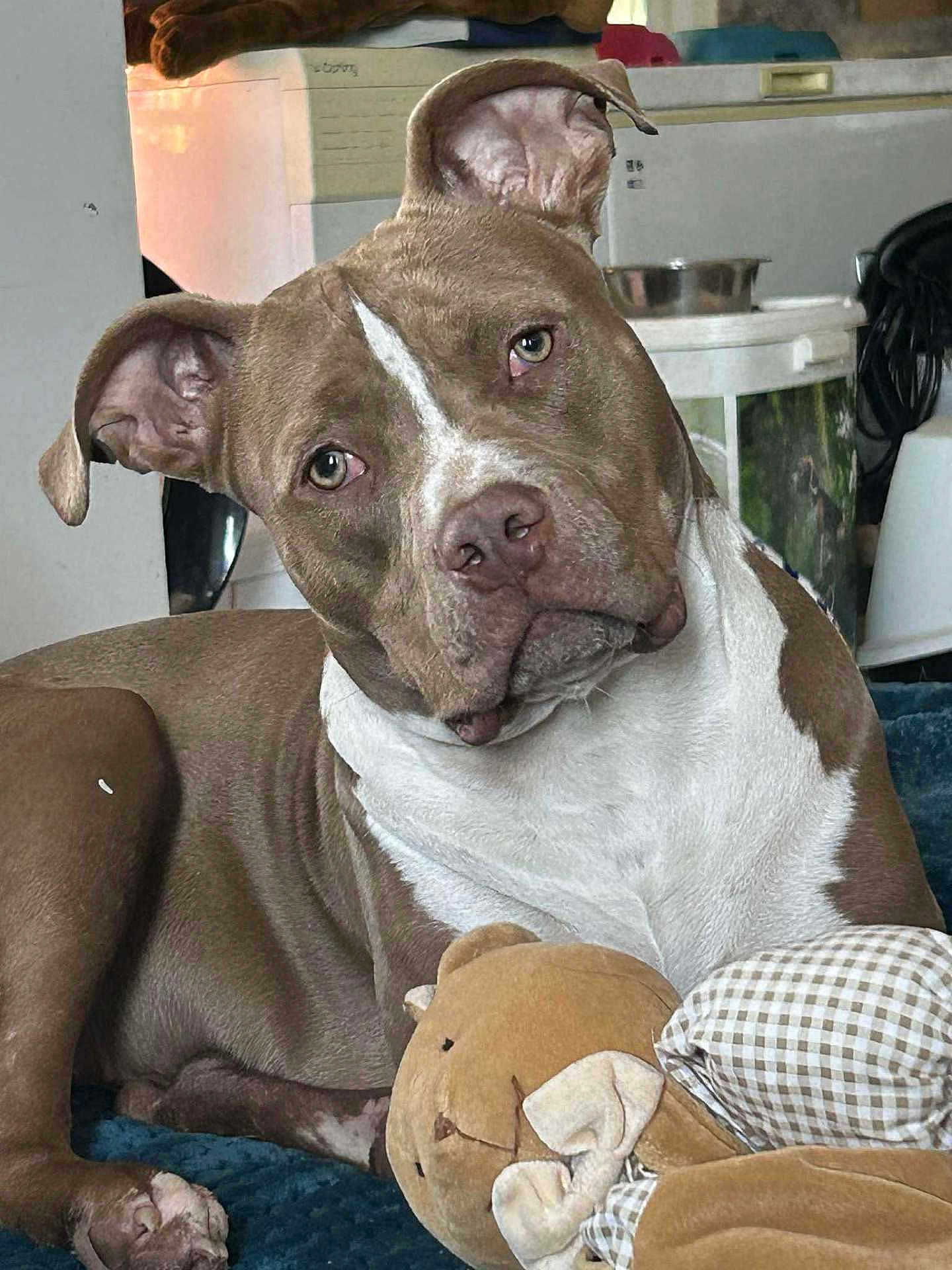 Freya participe au concours pour gagner de l'argent avec cette photo : dog, pitbull, pet, indoor, stuffed_toy, plush_toy, blanket, food_bowl, couch, ear, eyes, portrait, brown_and_white, curious_expression, close_up, paw, muzzle, relaxed, background_appliance, home_interior