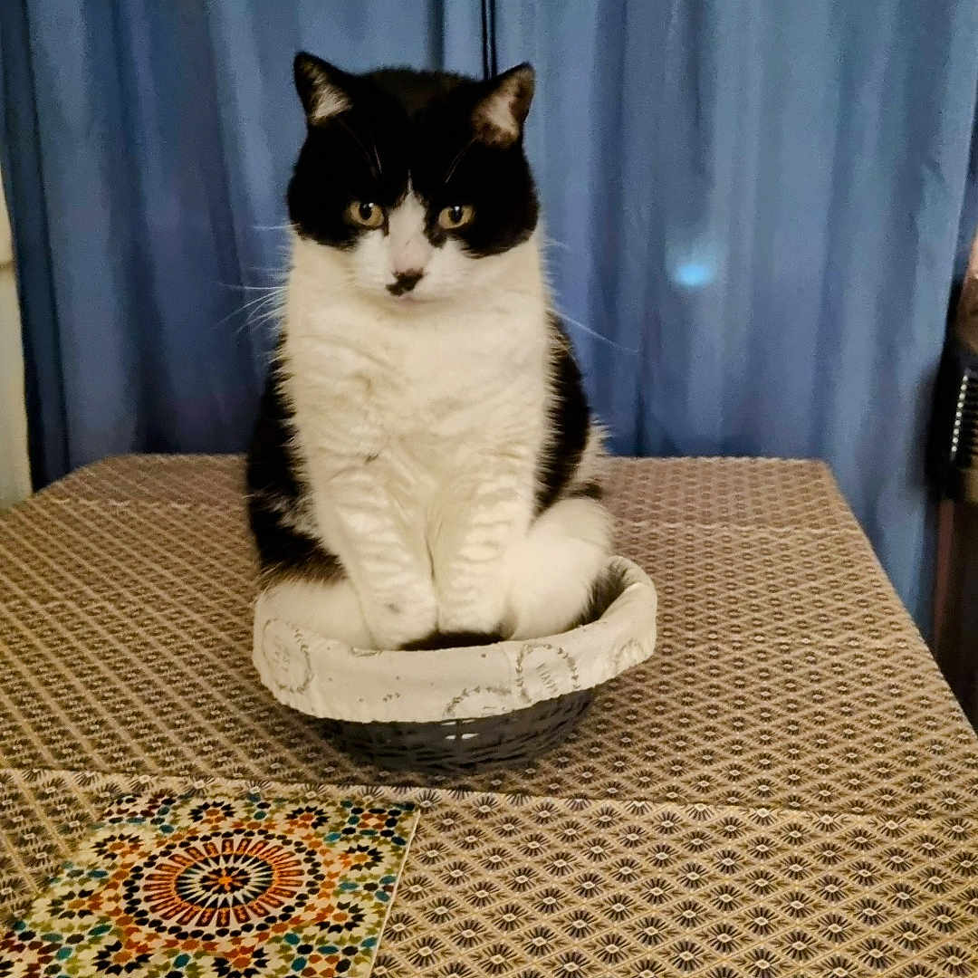Zorra