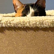 Tobie joined the competition — help win amazing prizes! animal, background, beige, calico, cat, cat_tree, closeup, cozy, curious, ears, eyes, feline, fluffy, hiding, indoor, looking, peeking, pet, soft, whiskers
