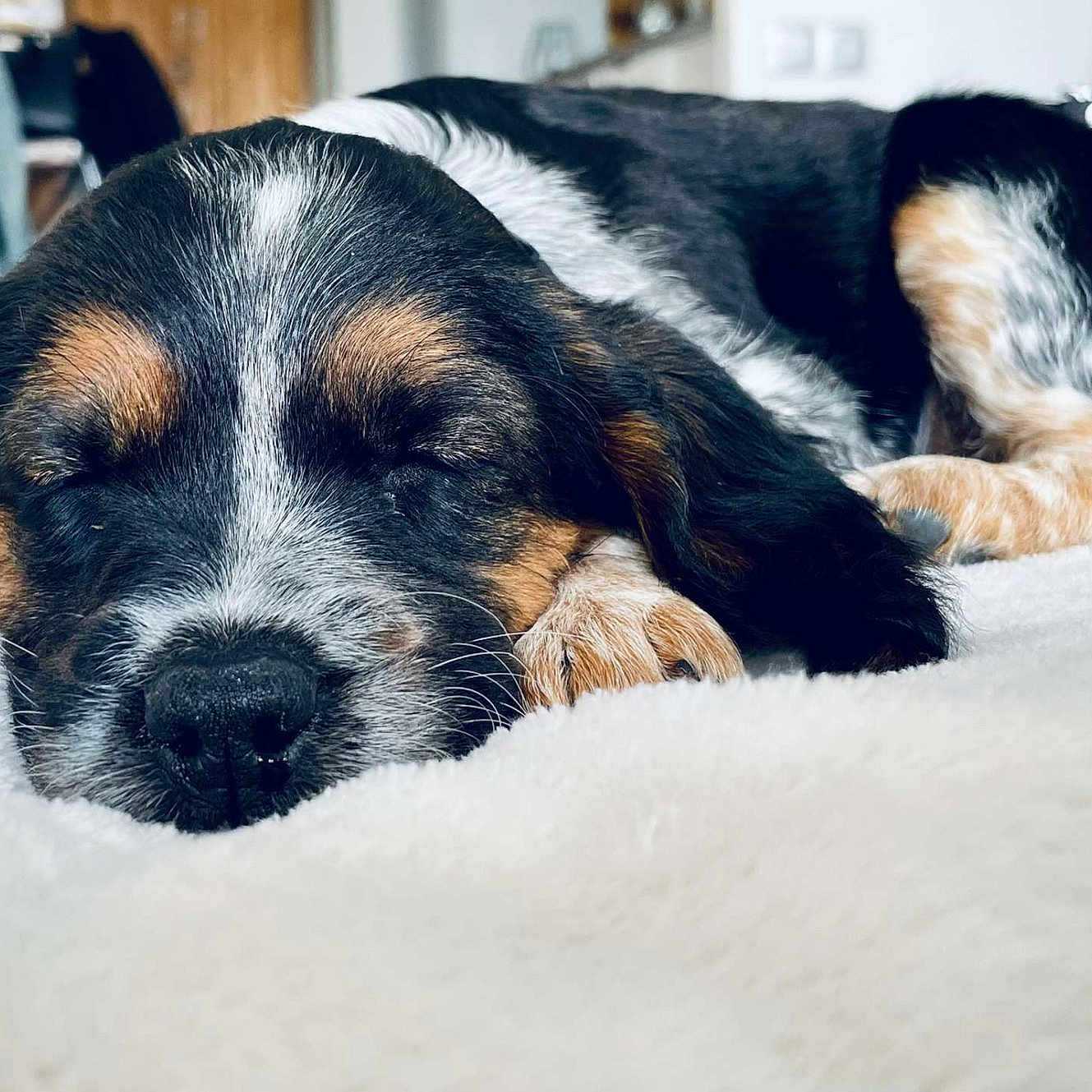 Stella