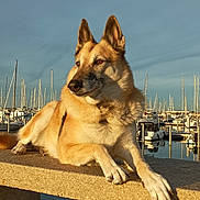 Guess a rejoint le concours — aidez-le/la à gagner de superbes lots ! dog, marina, boats, water, concrete, sunset, outdoor, animal, leisure, calm, sky, reflection, dock, pier, nature, pet, canine, relaxed, sunlight, harbor