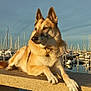 dog, marina, boats, water, concrete, sunset, outdoor, animal, leisure, calm, sky, reflection, dock, pier, nature, pet, canine, relaxed, sunlight, harbor